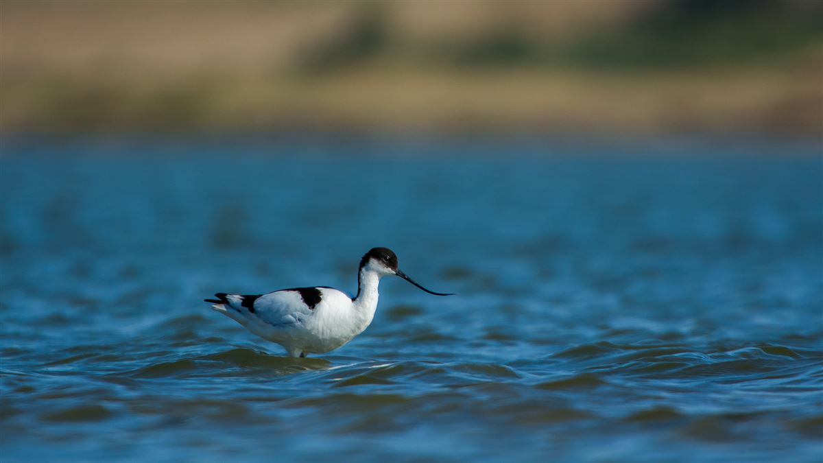 Pied Avocet
