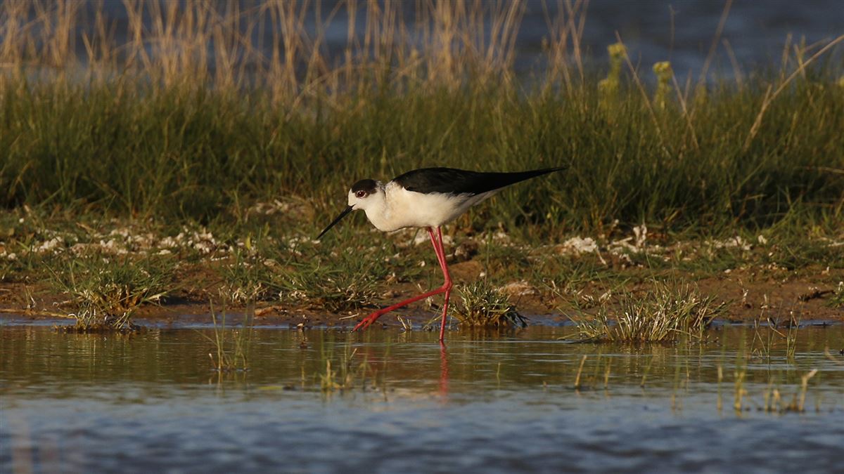 Black-winged Stilt