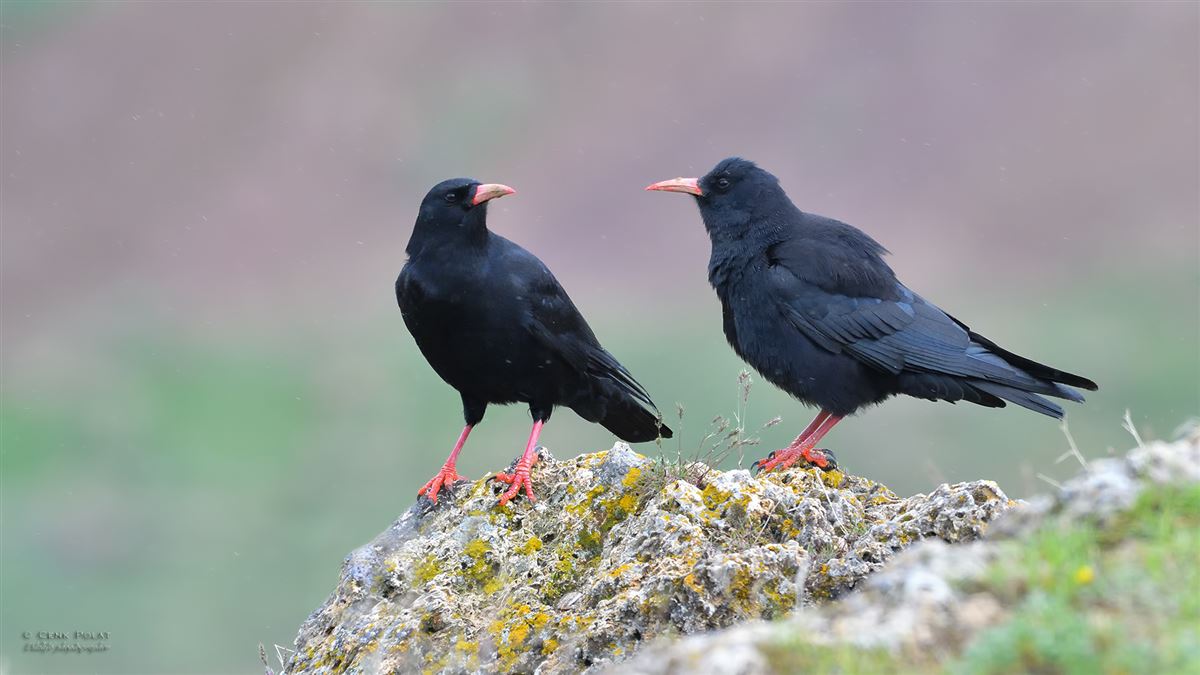 Red-billed Chough