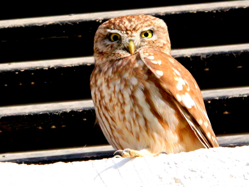 Little Owl