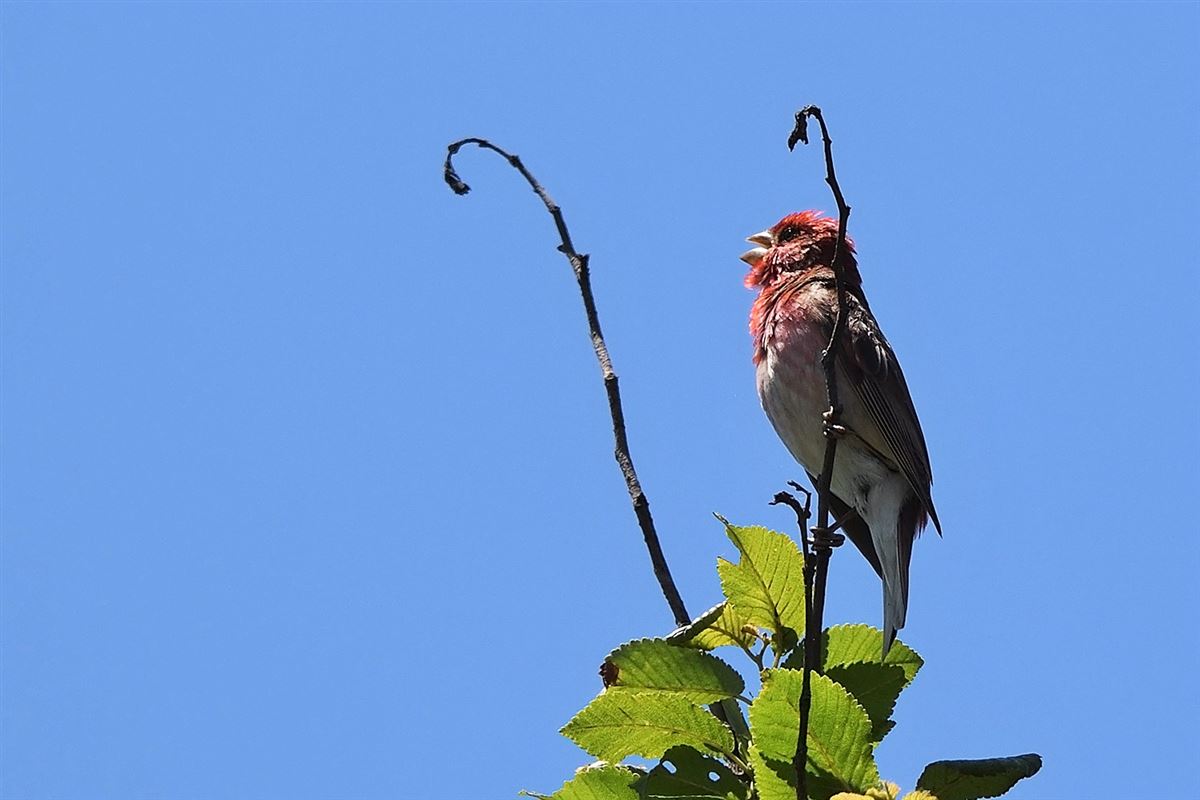 Common Rosefinch