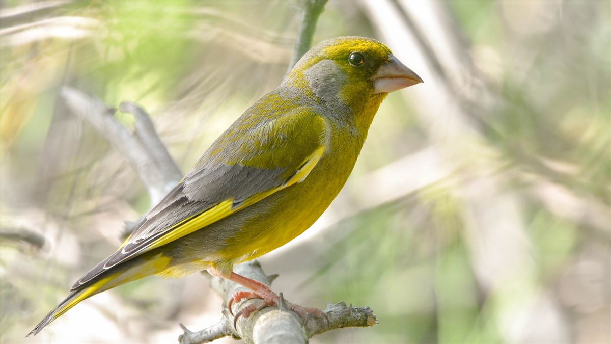 European Greenfinch