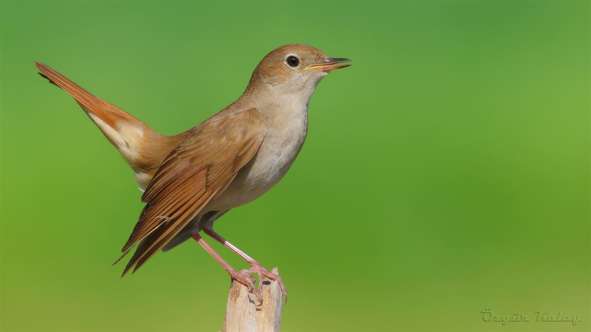 Common Nightingale