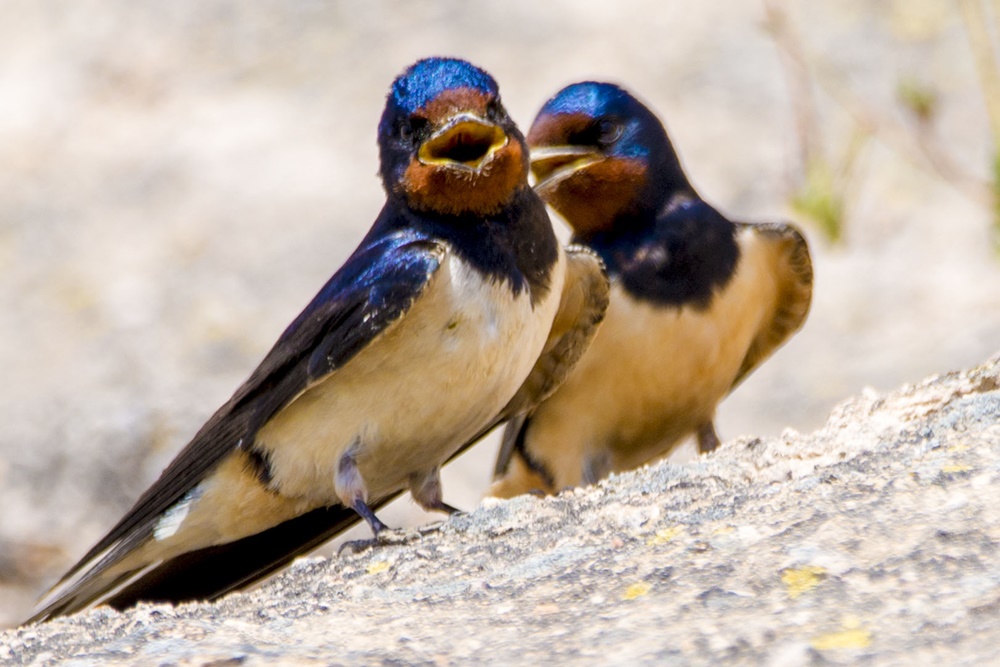 Barn Swallow