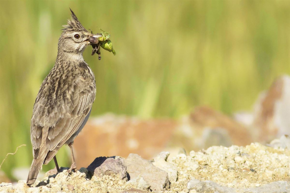 Crested Lark