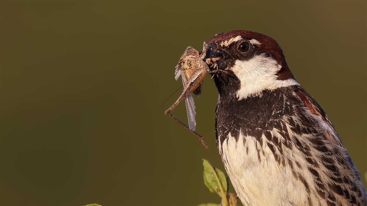 Spanish Sparrow