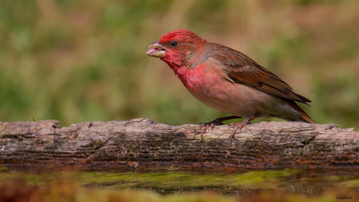 Common Rosefinch