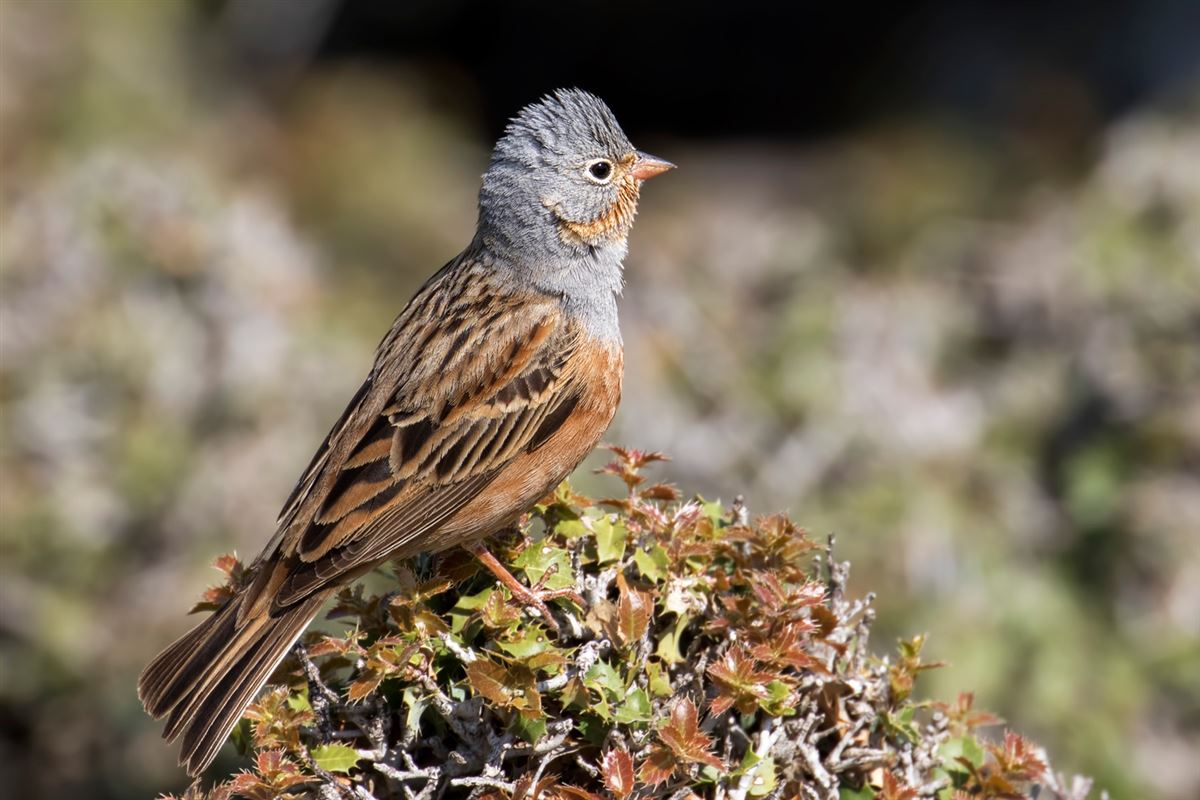 Cretzschmar`s Bunting