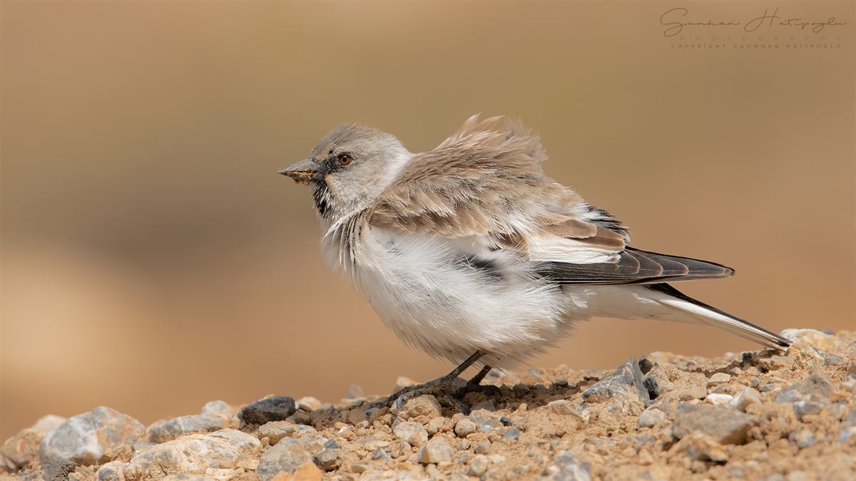 White-winged Snowfinch