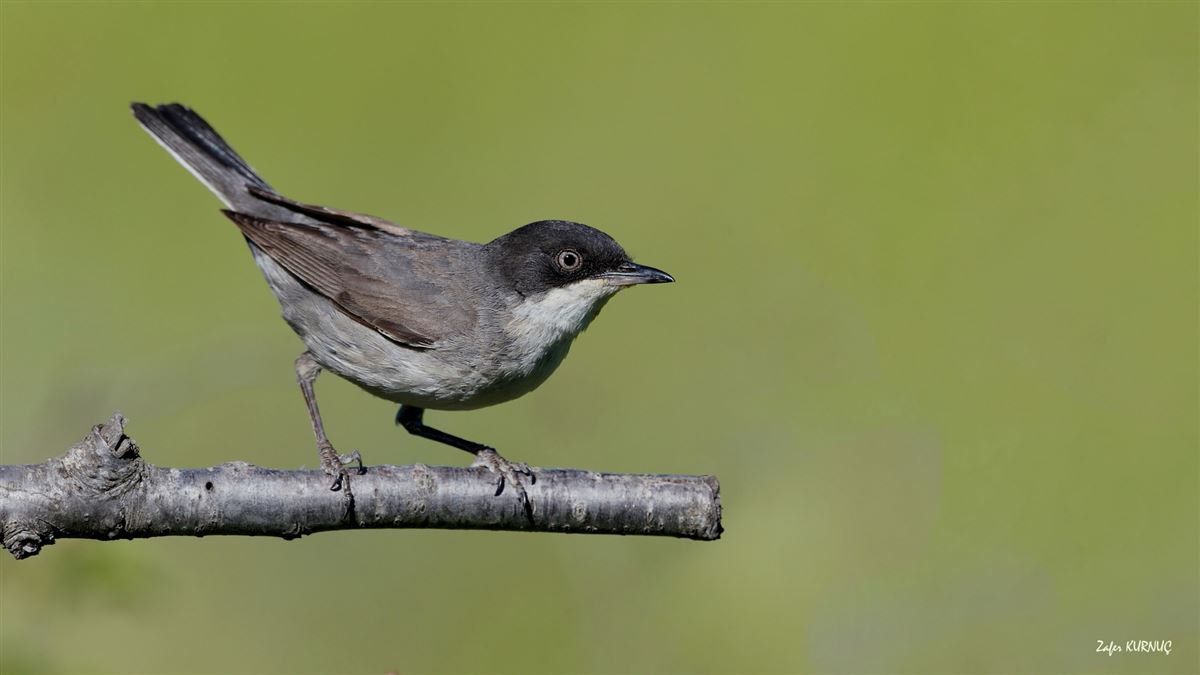 Eastern Orphean Warbler