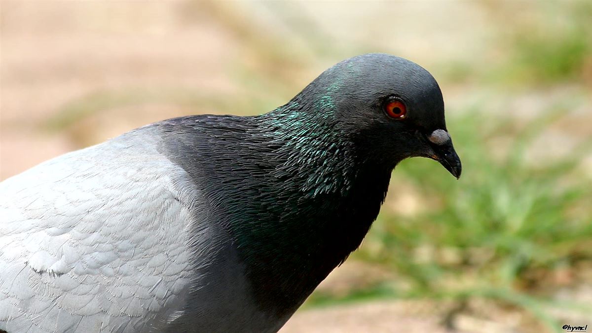 Rock Dove