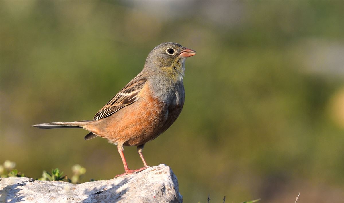 Ortolan Bunting