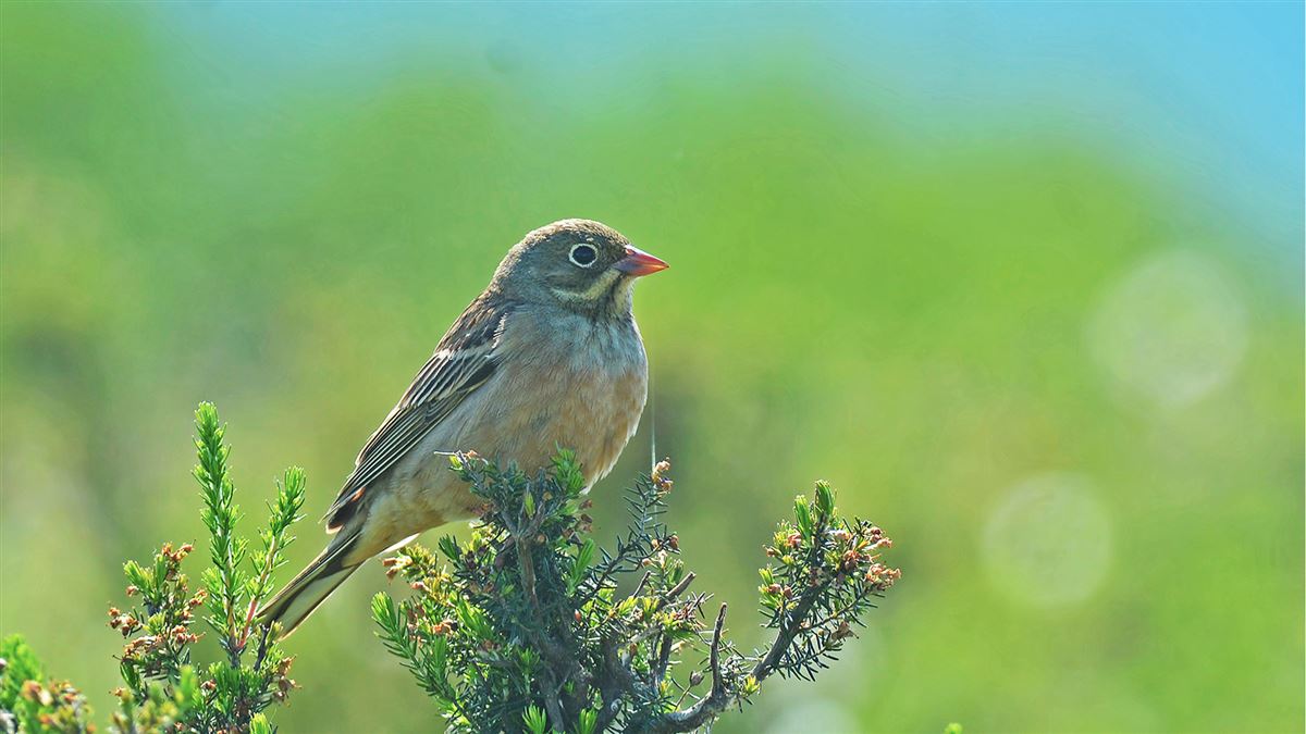 Ortolan Bunting
