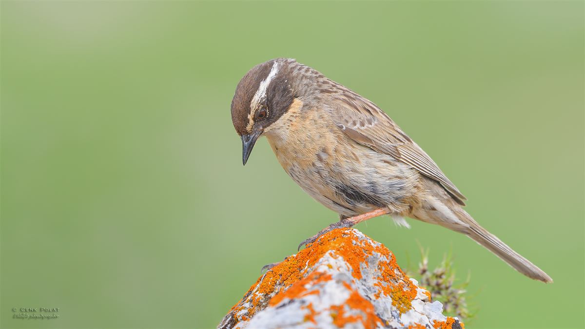 Radde`s Accentor