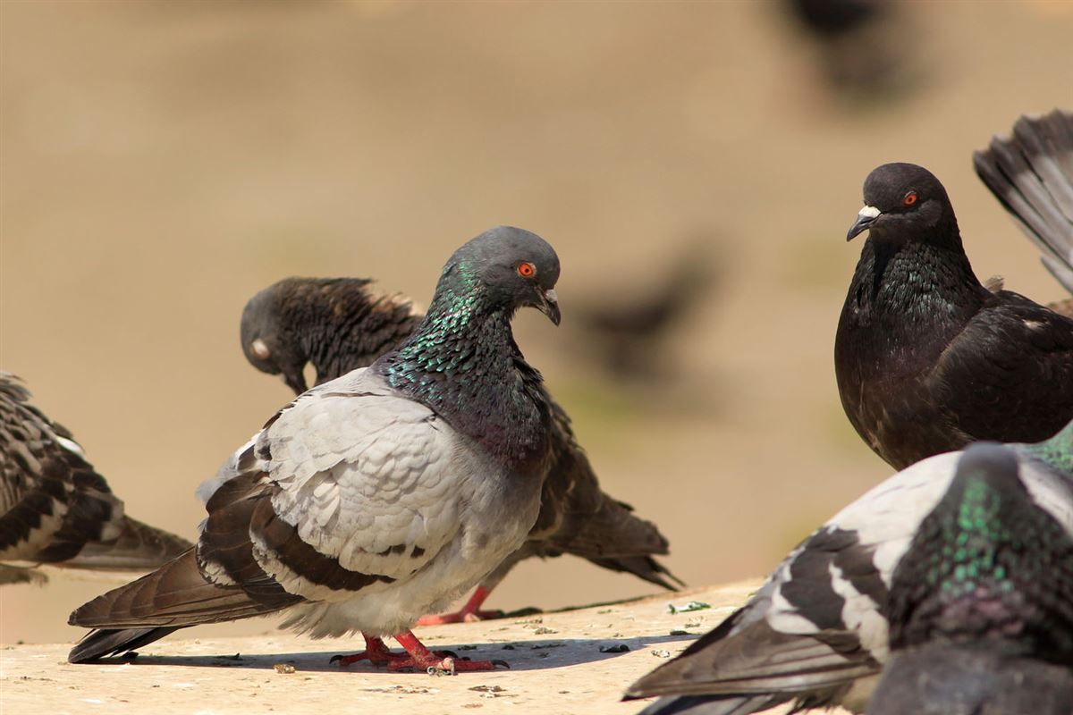 Rock Dove