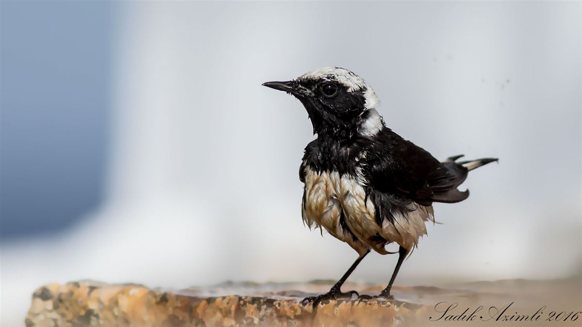 Cyprus Wheatear
