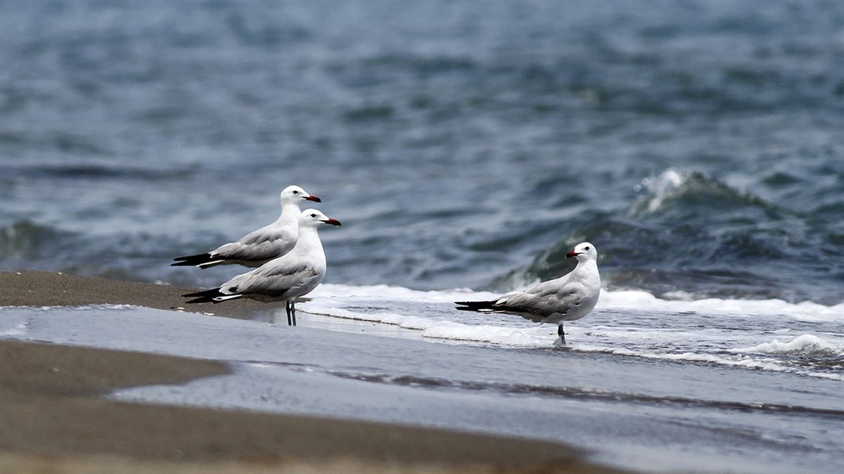 Audouin`s Gull