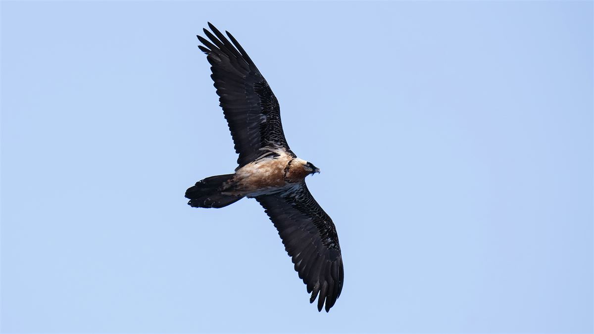 Bearded Vulture