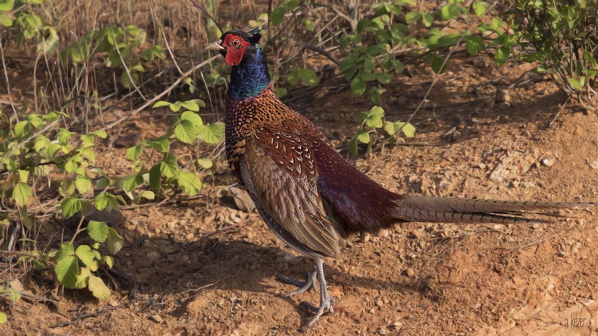Common Pheasant
