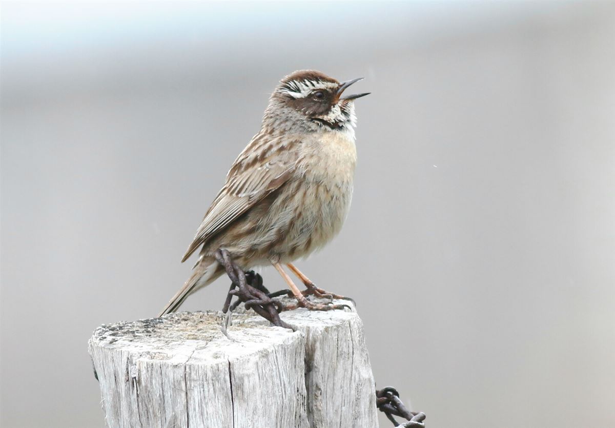 Radde`s Accentor