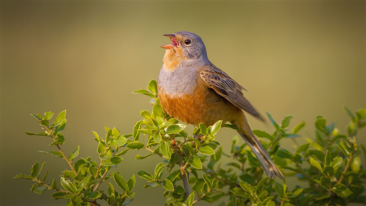 Cretzschmar`s Bunting