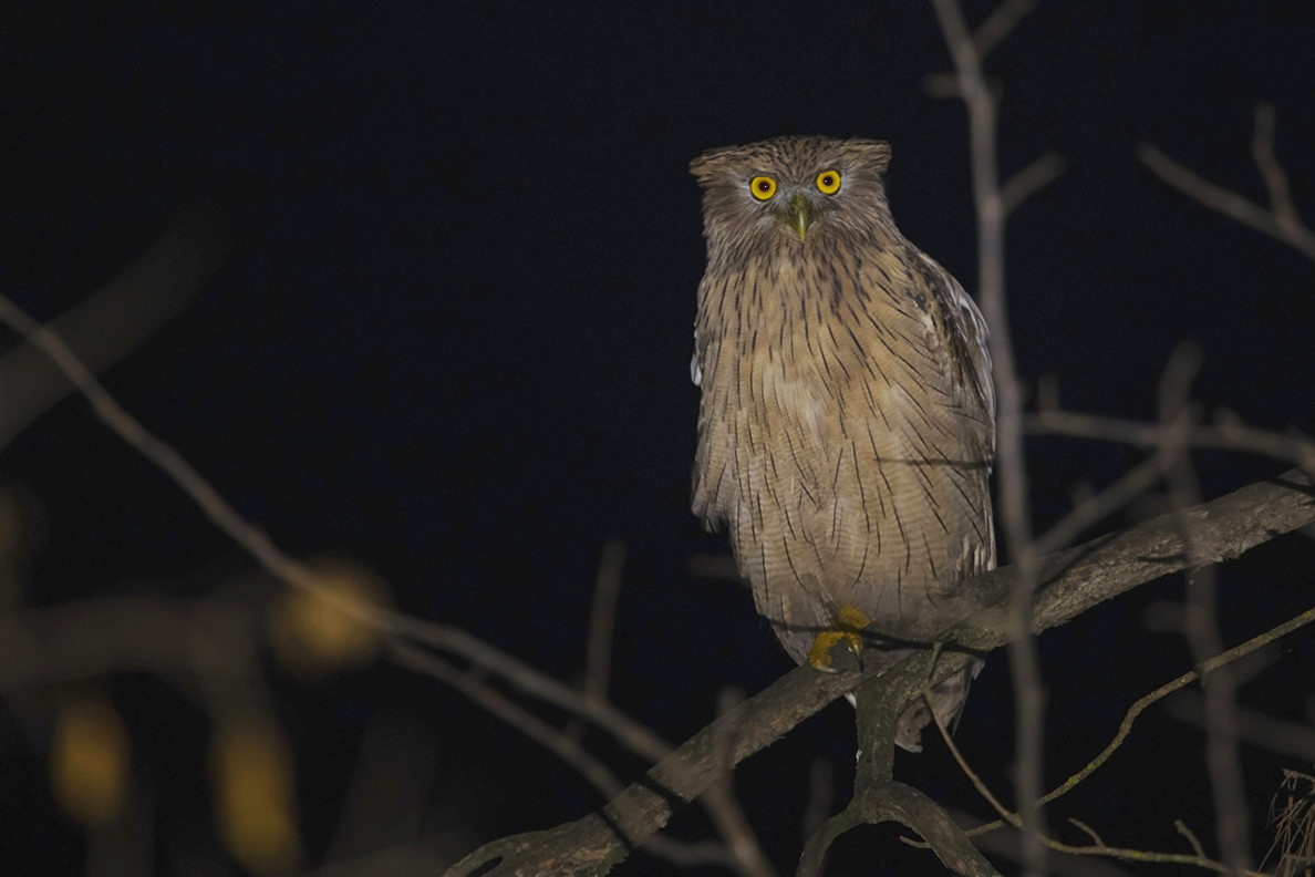 Balık Baykuşu