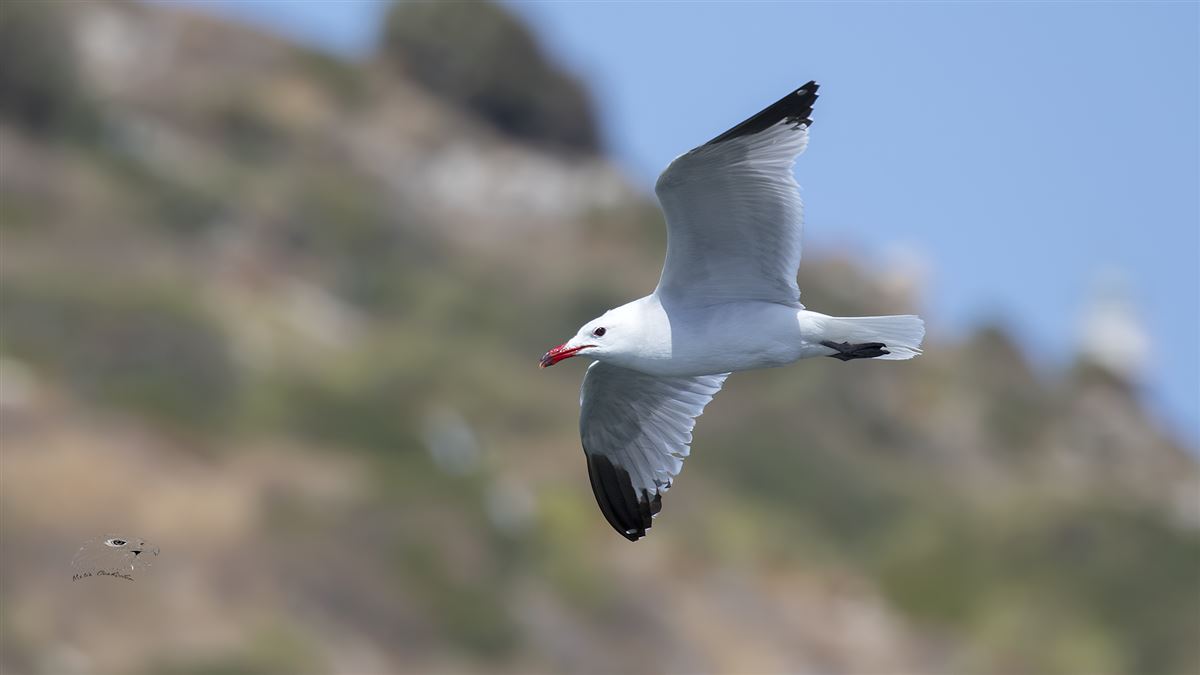 Audouin`s Gull