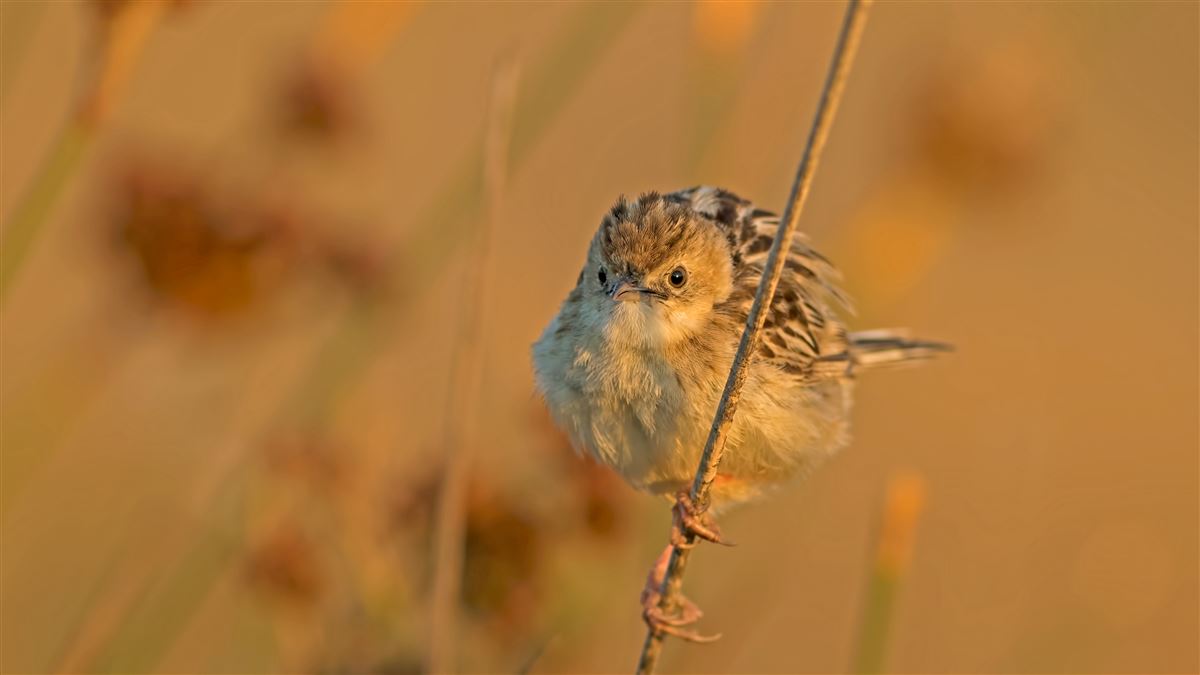 Yelpazekuyruk