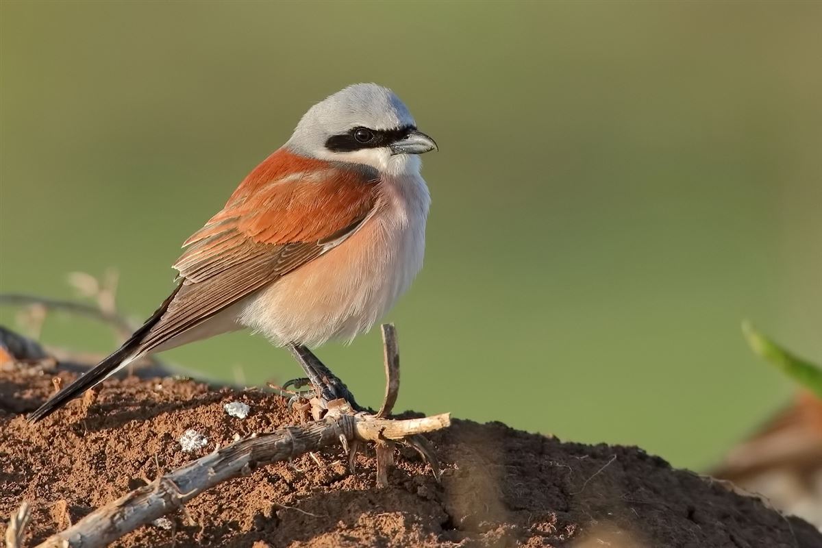 Kızılsırtlı Örümcekkuşu