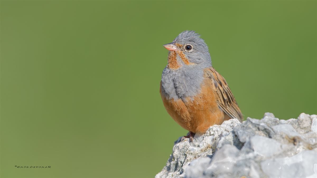 Cretzschmar`s Bunting