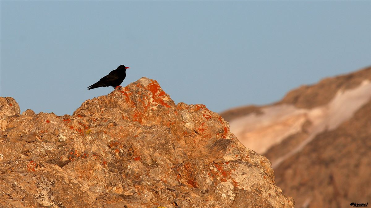 Kırmızıgagalı Dağ Kargası