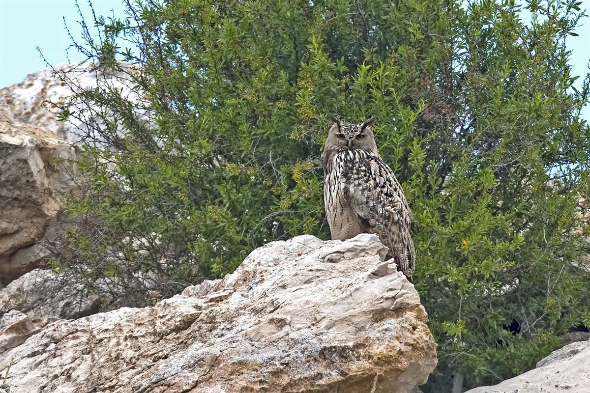 Eurasian Eagle-Owl