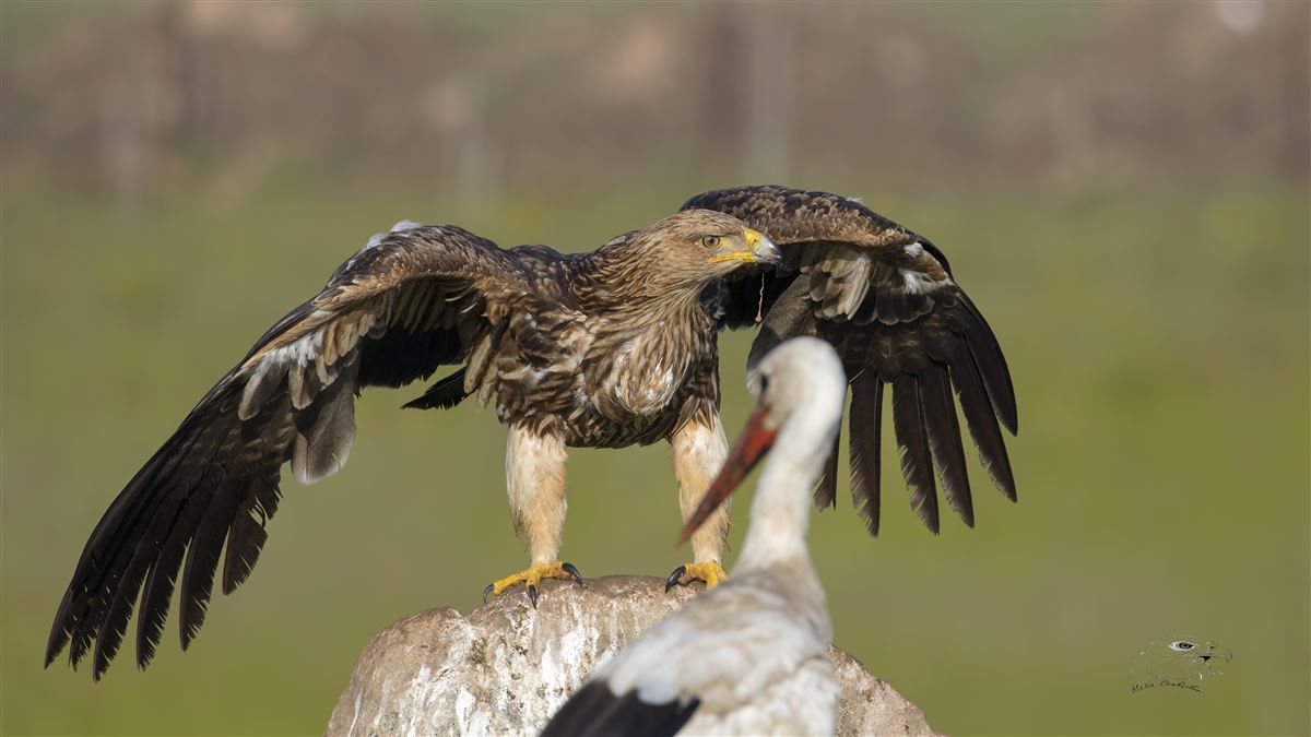 Eastern Imperial Eagle