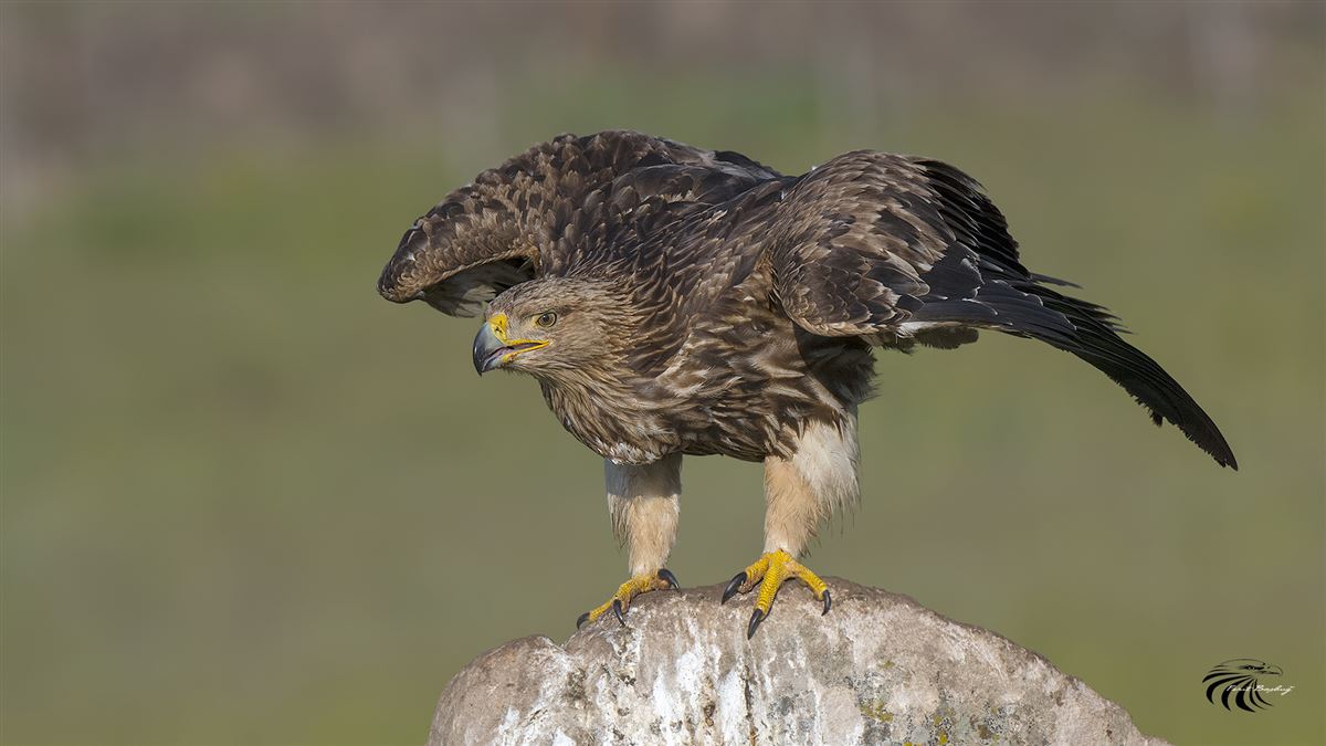 Eastern Imperial Eagle