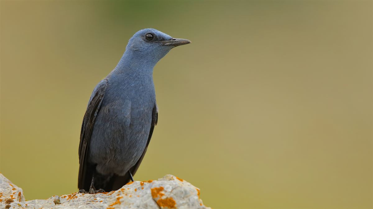 Gökardıç