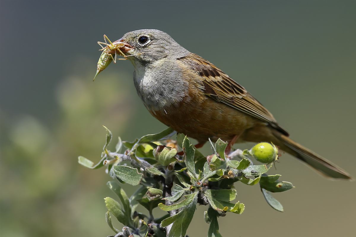 Ortolan Bunting