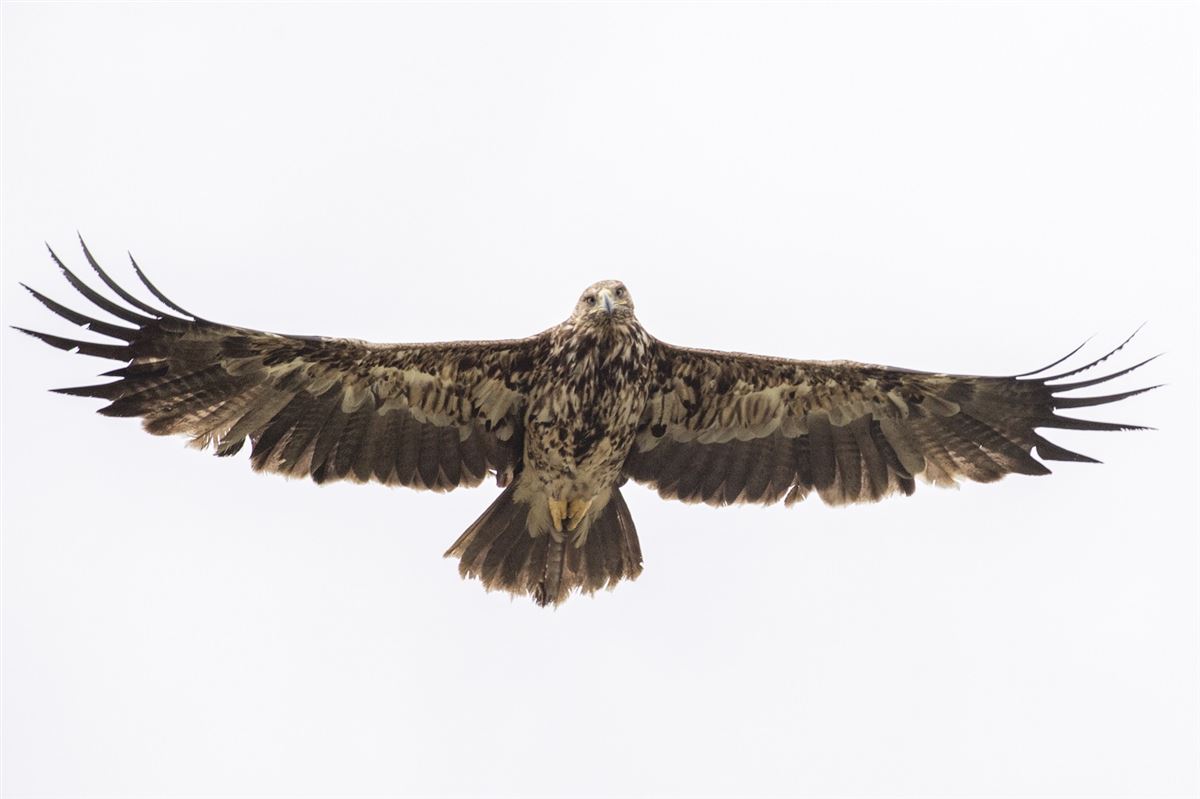 Eastern Imperial Eagle