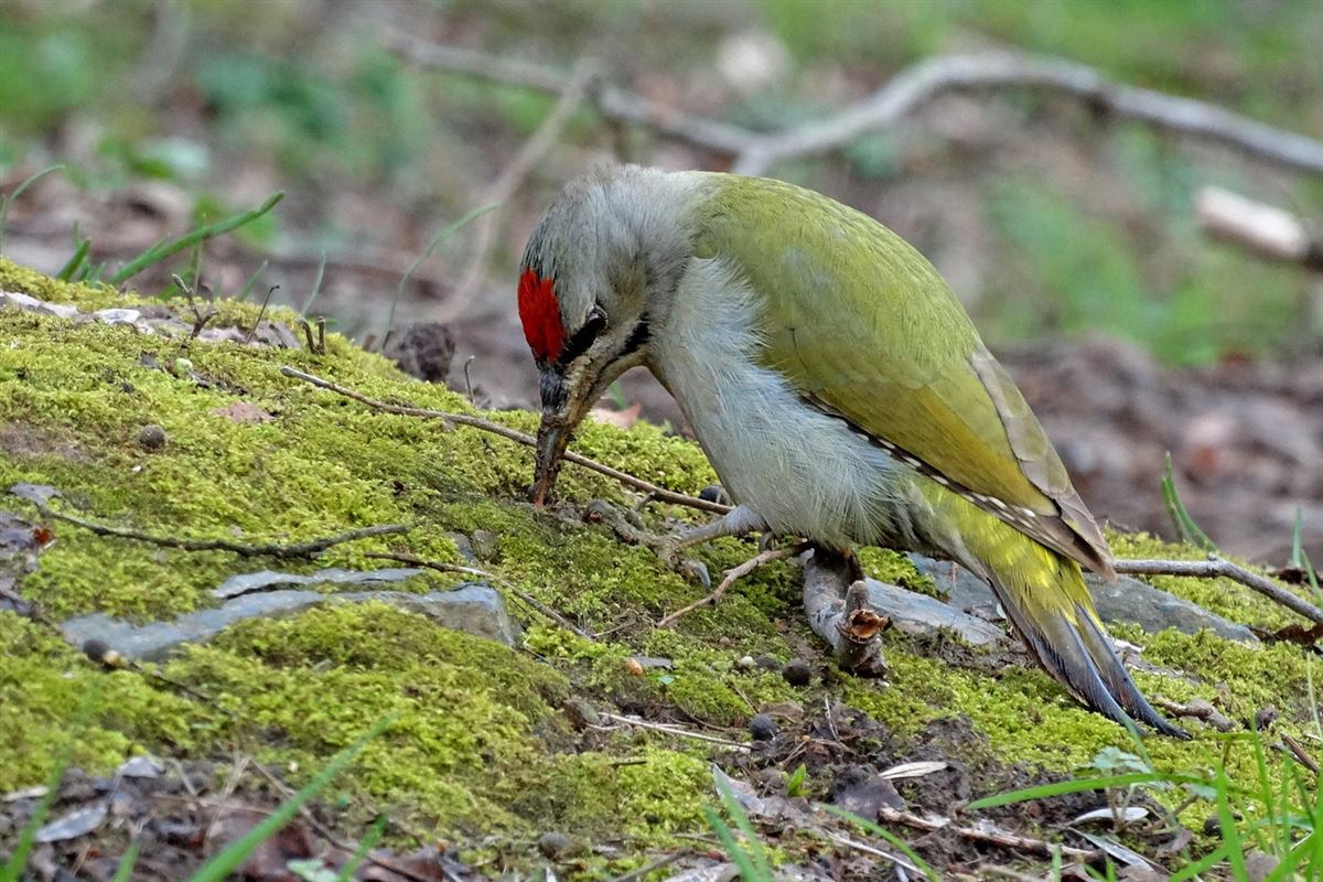 Grey-headed Woodpecker