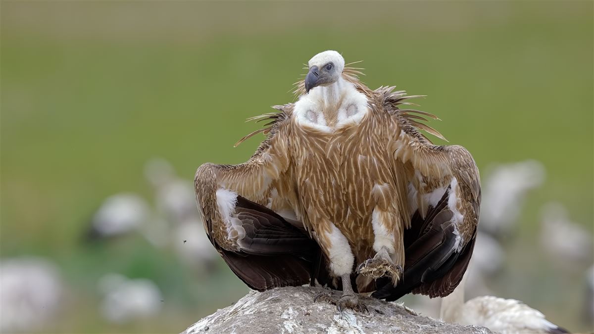 Kızıl Akbaba