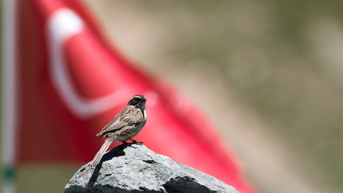 Radde`s Accentor