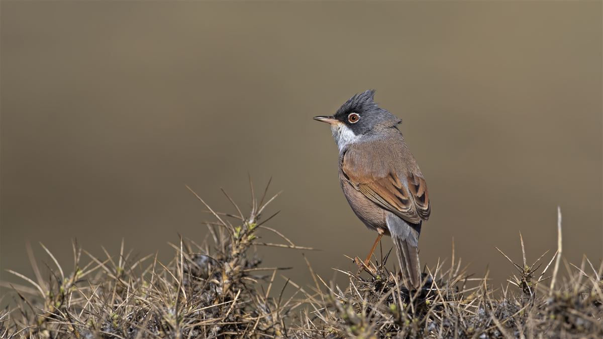 Spectacled Warbler