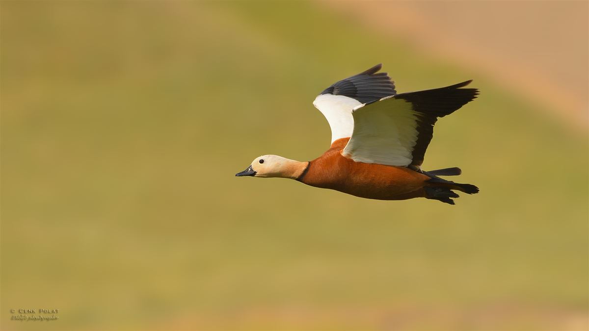 Angıt