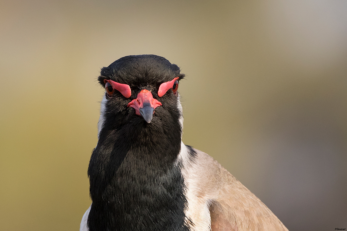 Red-wattled Lapwing