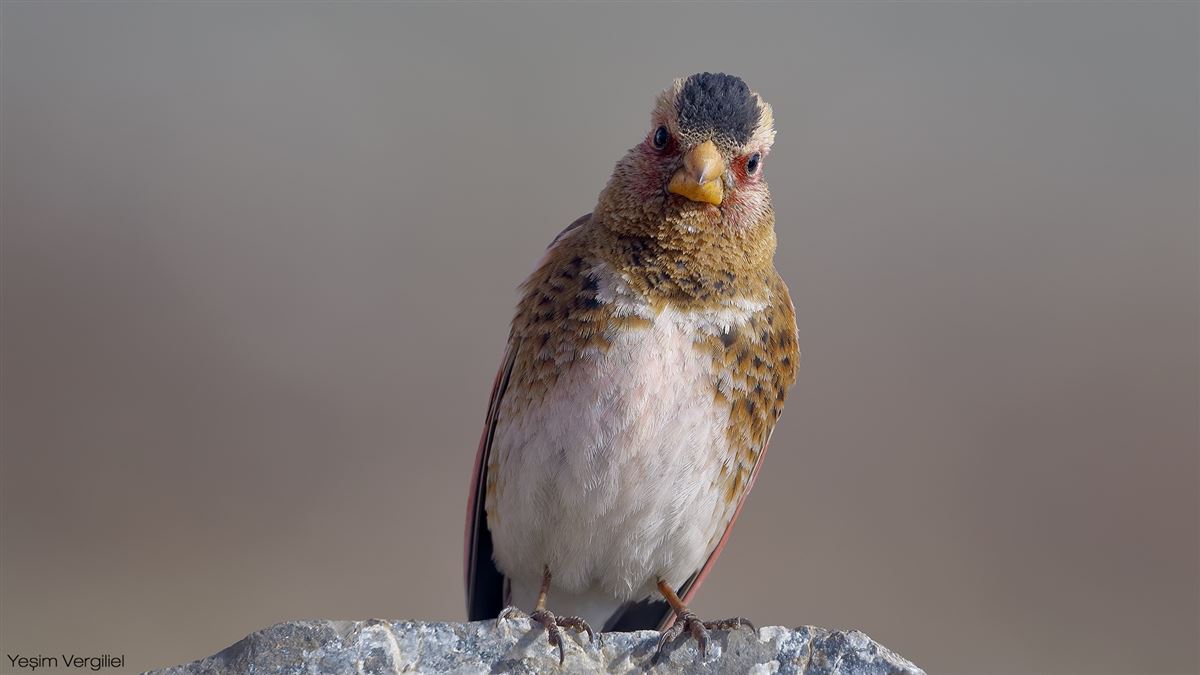 Eurasian Crimson-winged Finch