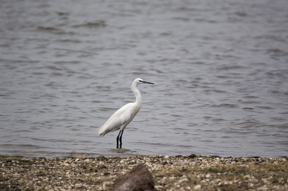 Little Egret
