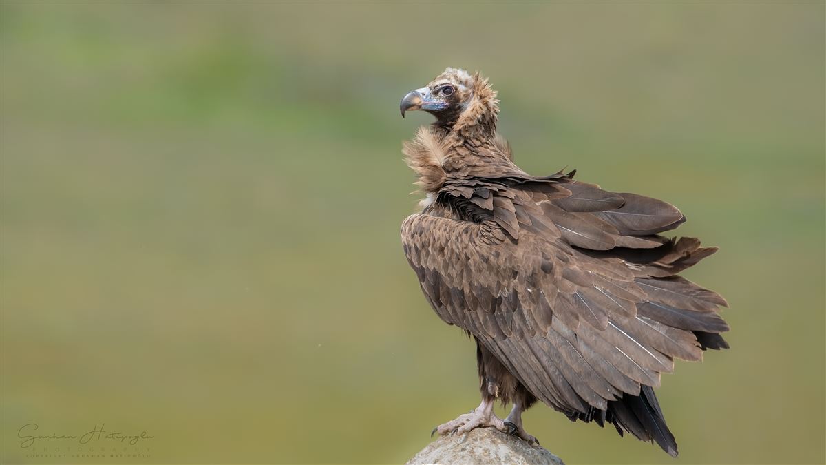 Cinereous Vulture