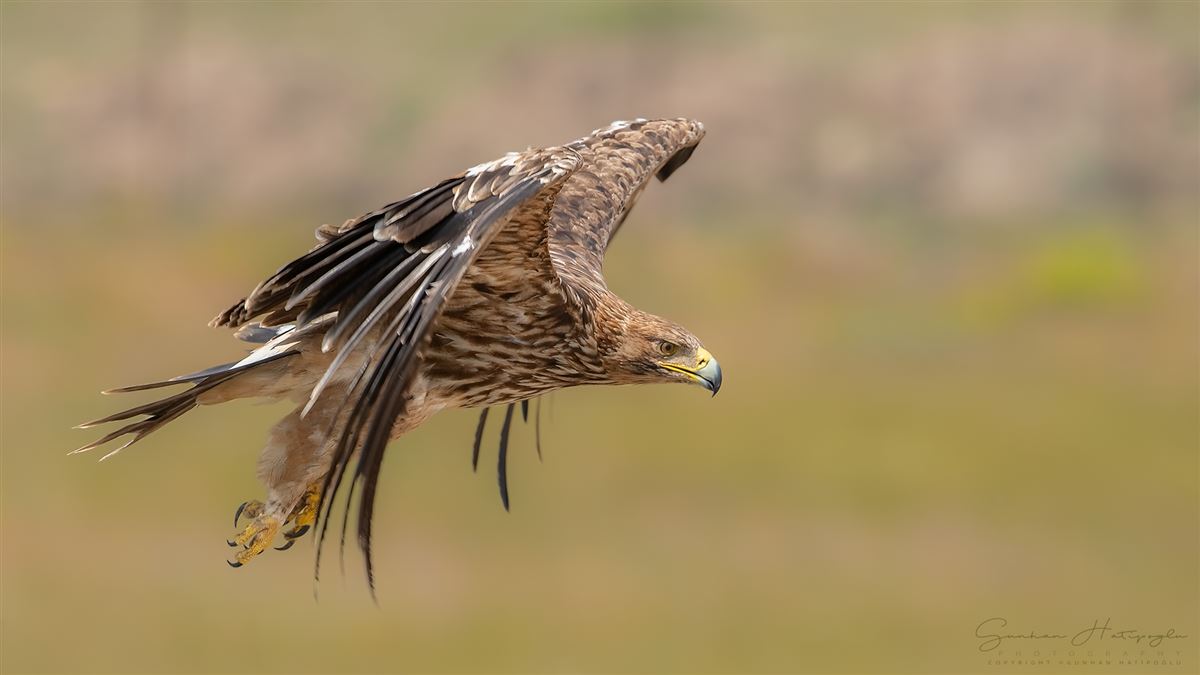Eastern Imperial Eagle