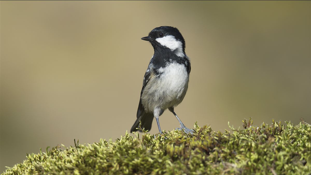 Coal Tit
