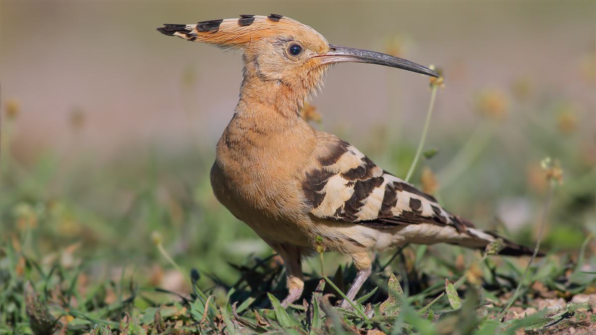 Common Hoopoe