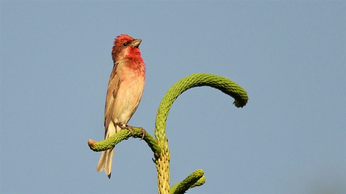 Common Rosefinch
